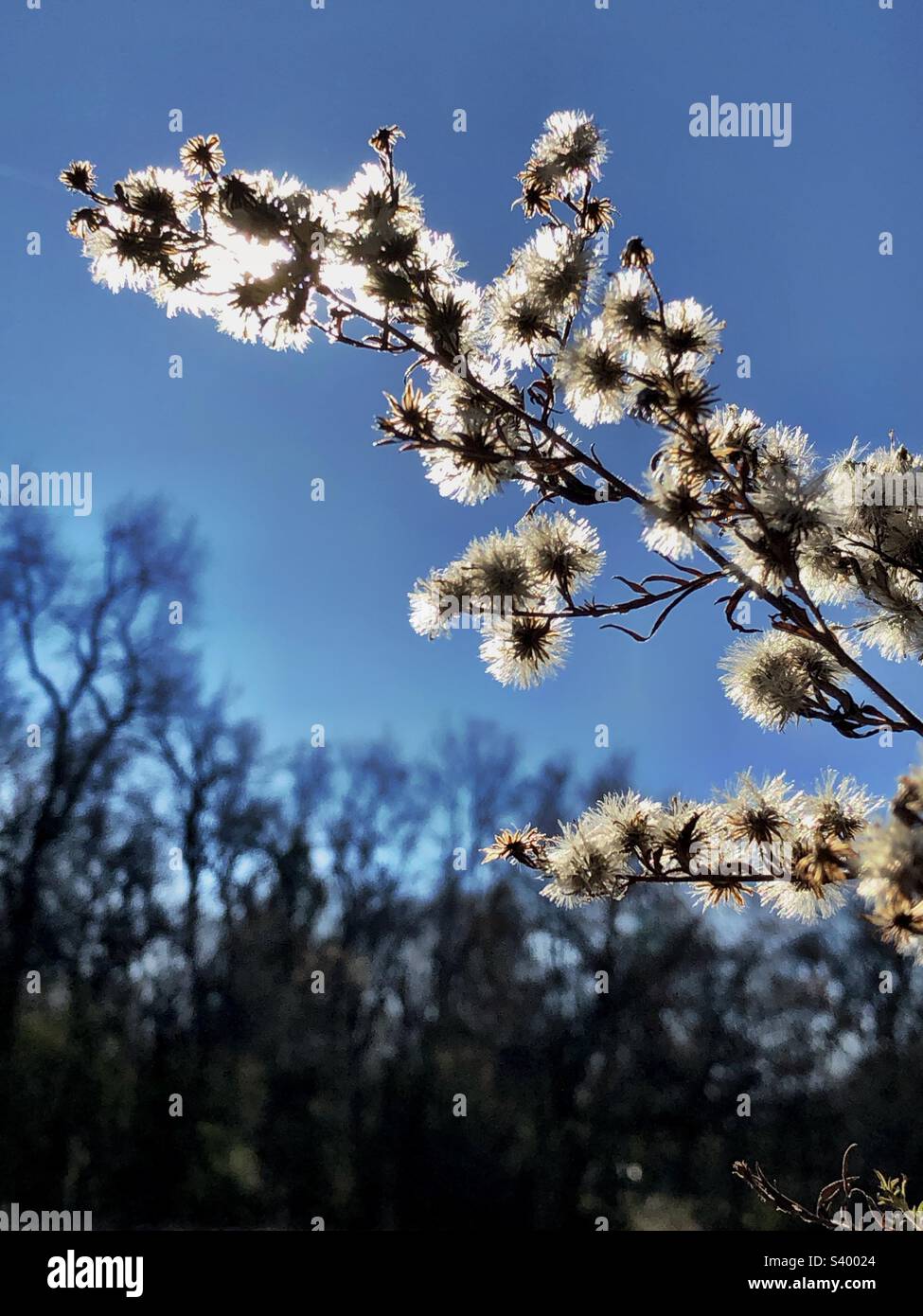 Wildflowers seeding on a late autumn day with backlit sun. - Smartphone Captured Stock Image