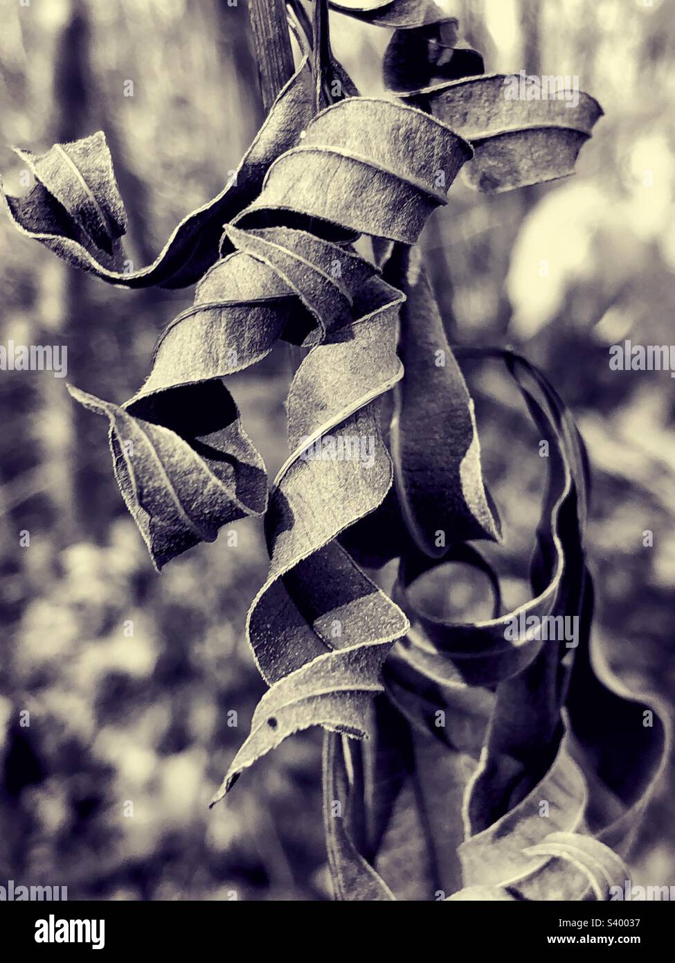 Plants and leaves at end of season as part of botanical life cycle, in a dormant state, crisp, dry and seeding - Smartphone Captured Stock Image