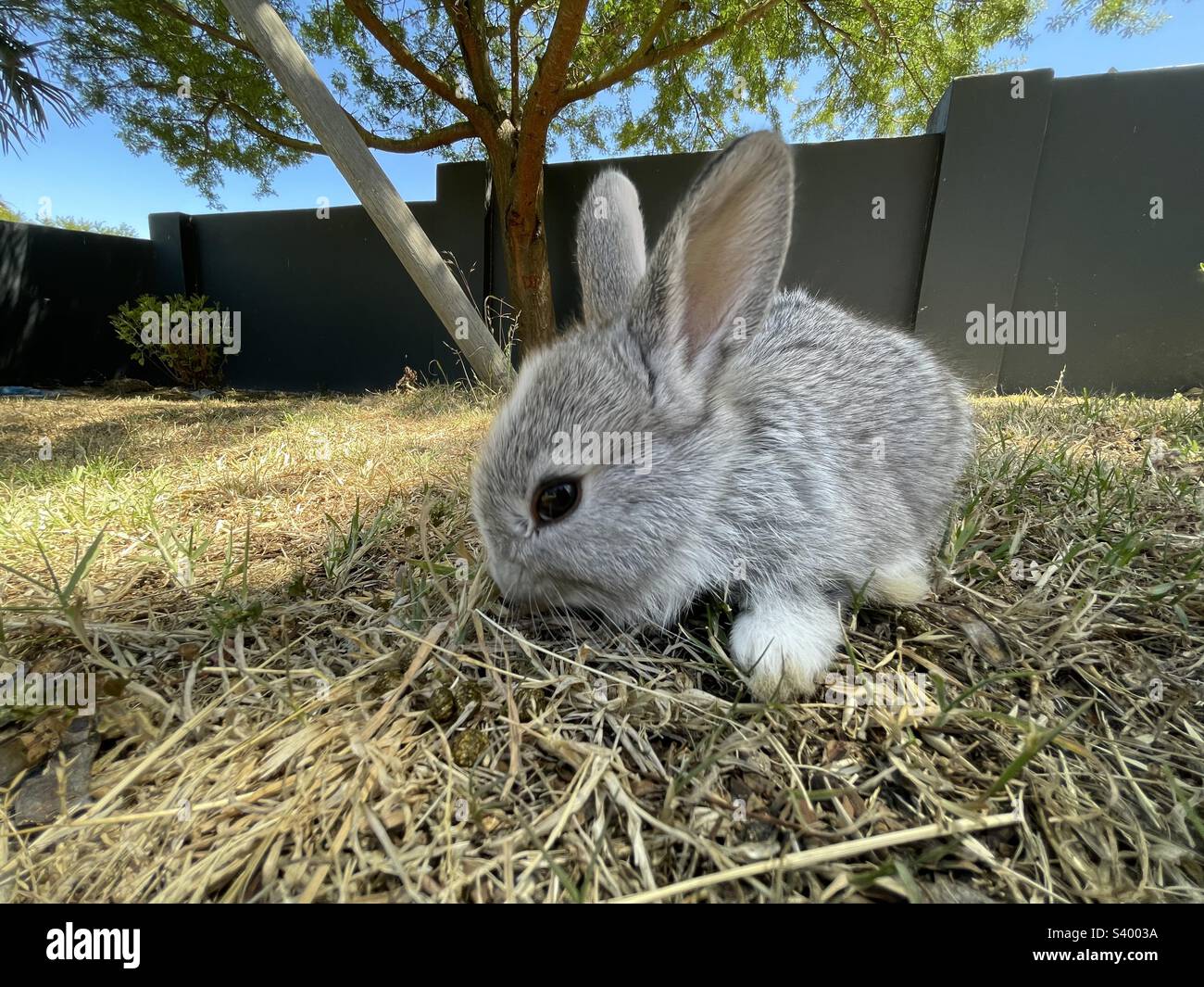 Pet bunny eating Stock Photo Alamy
