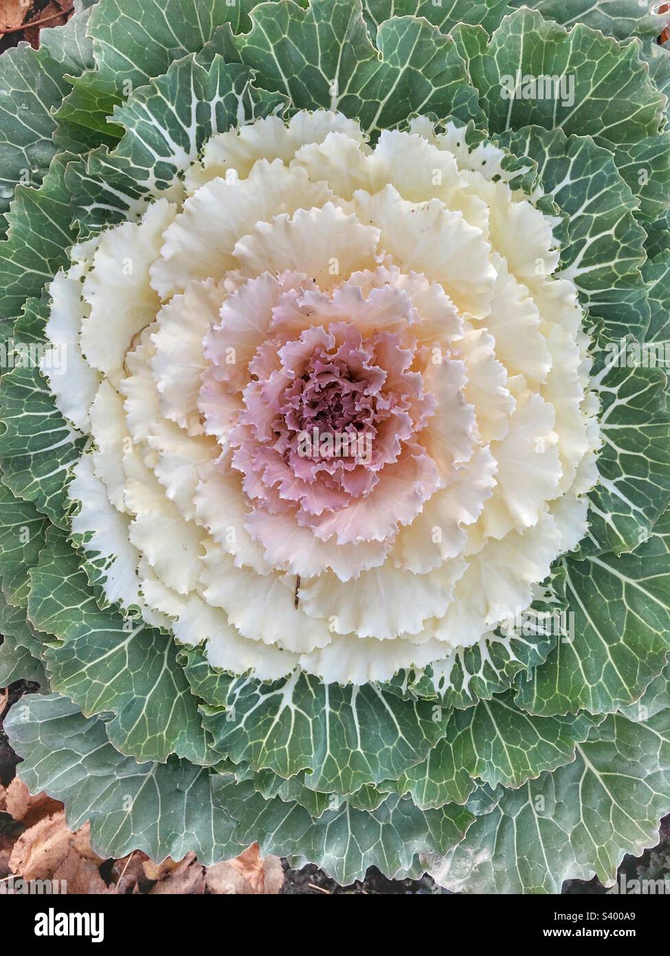 Flowering cabbage plant Stock Photo Alamy
