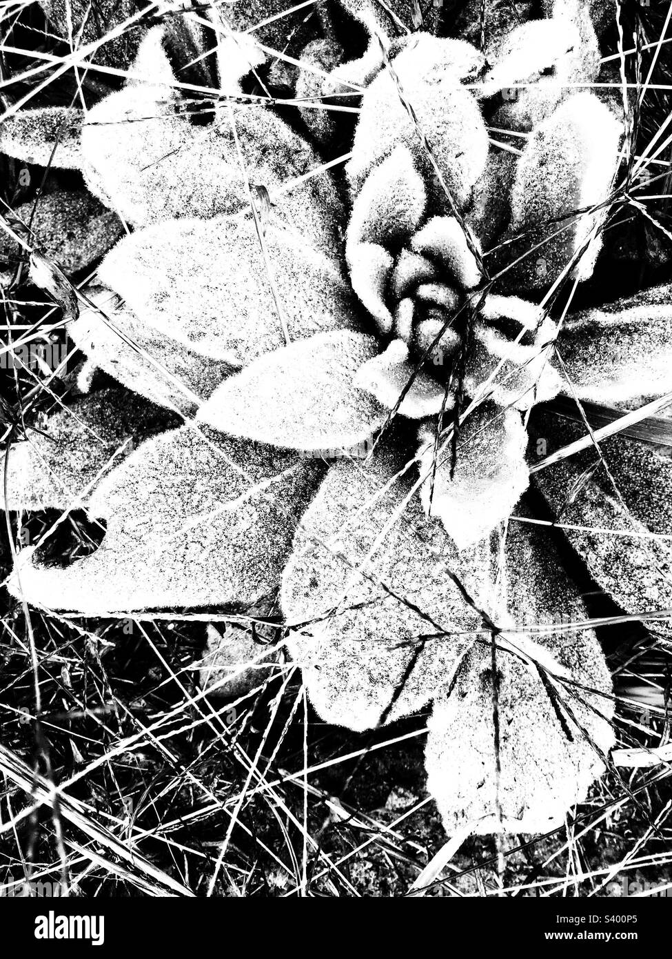 Black and white photo of woolly mullien plant - Smartphone Captured Stock Image