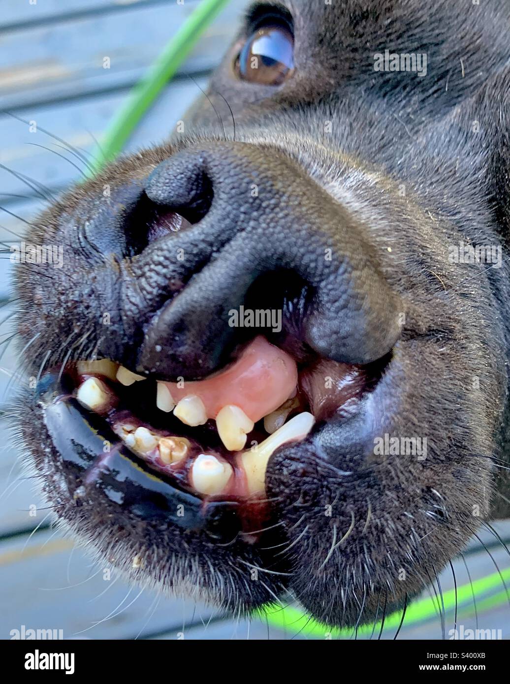 Cute photo of medium sized black dog with cleft palate. Closeup on nose and mouth, and showing only one eye Stock Photo