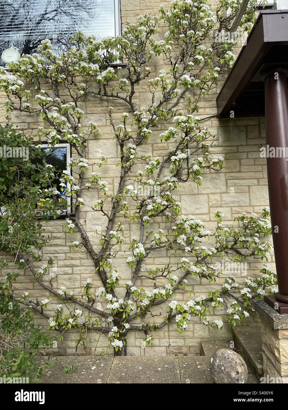 Pear tree in Gloucestershire Stock Photo