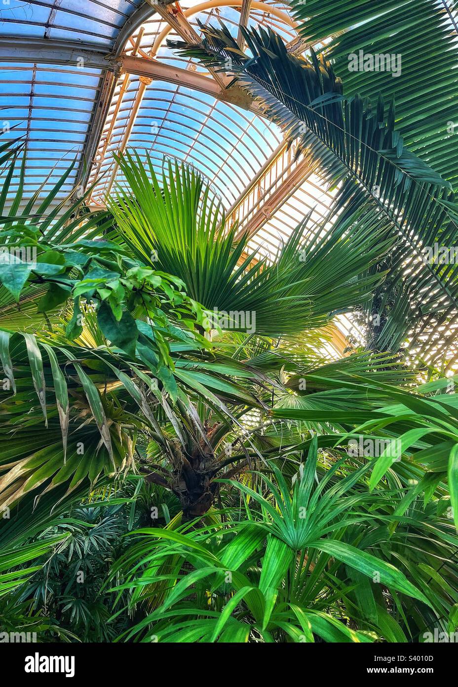 Inside the large, historic Palm House at Kew Gardens, a place for botanical study today that dates back to 1848 - Smartphone Captured Stock Image