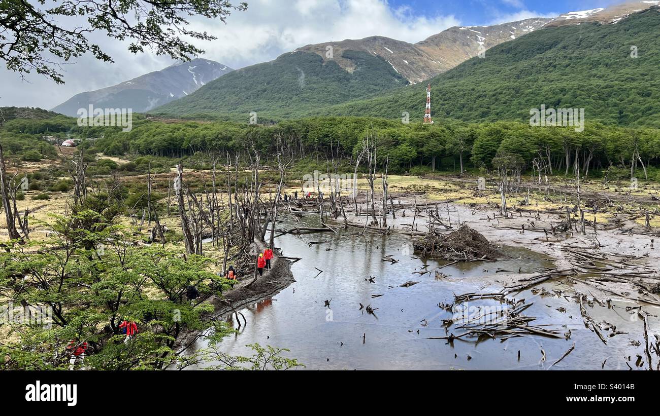 Beaver Dam - Smartphone Captured Stock Image