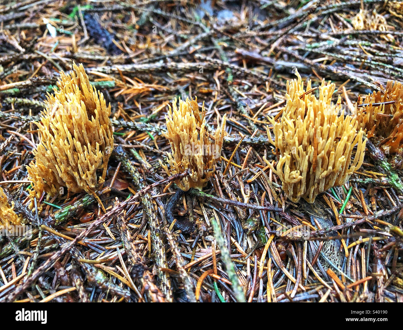 Strict-branch coral fungus (Samaria stricta) Growing in a pine forest near Winchester Hampshire United Kingdom Stock Photo