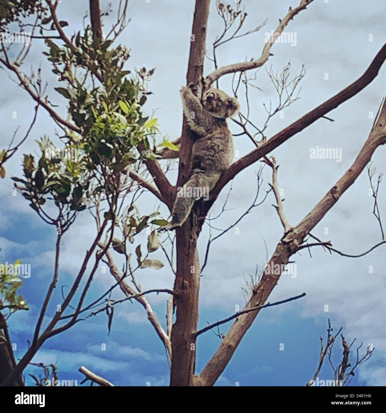 Australia koala in nature hi-res stock photography and images - Alamy