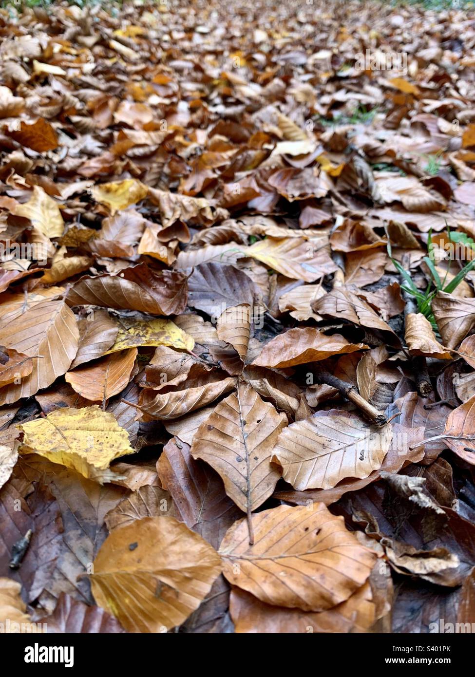 Wet Autumnal leaves on the ground Stock Photo