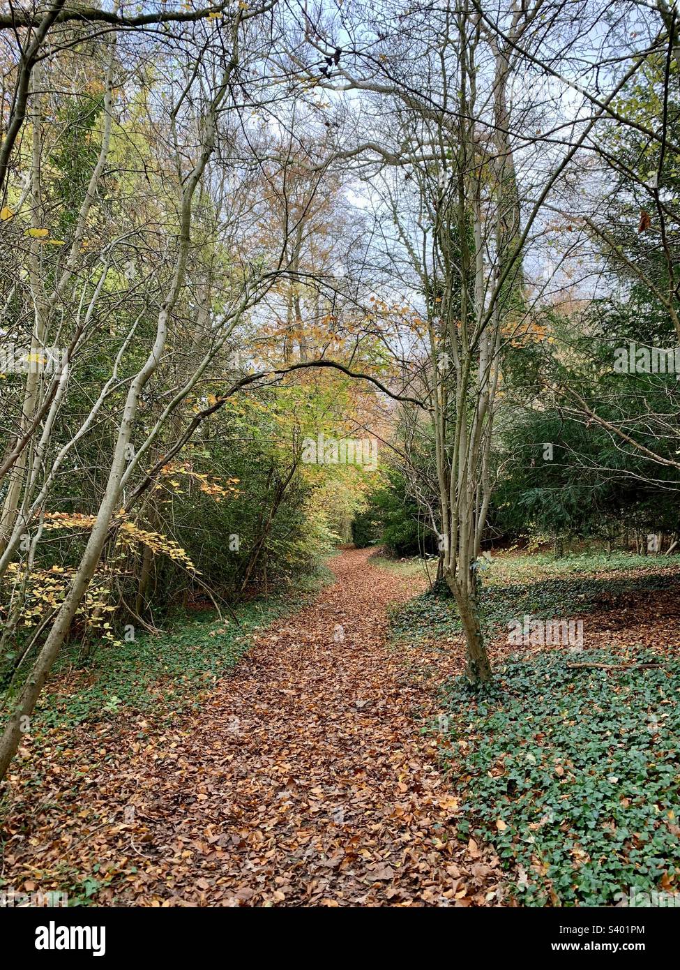 Leafy woodland path Stock Photo - Alamy