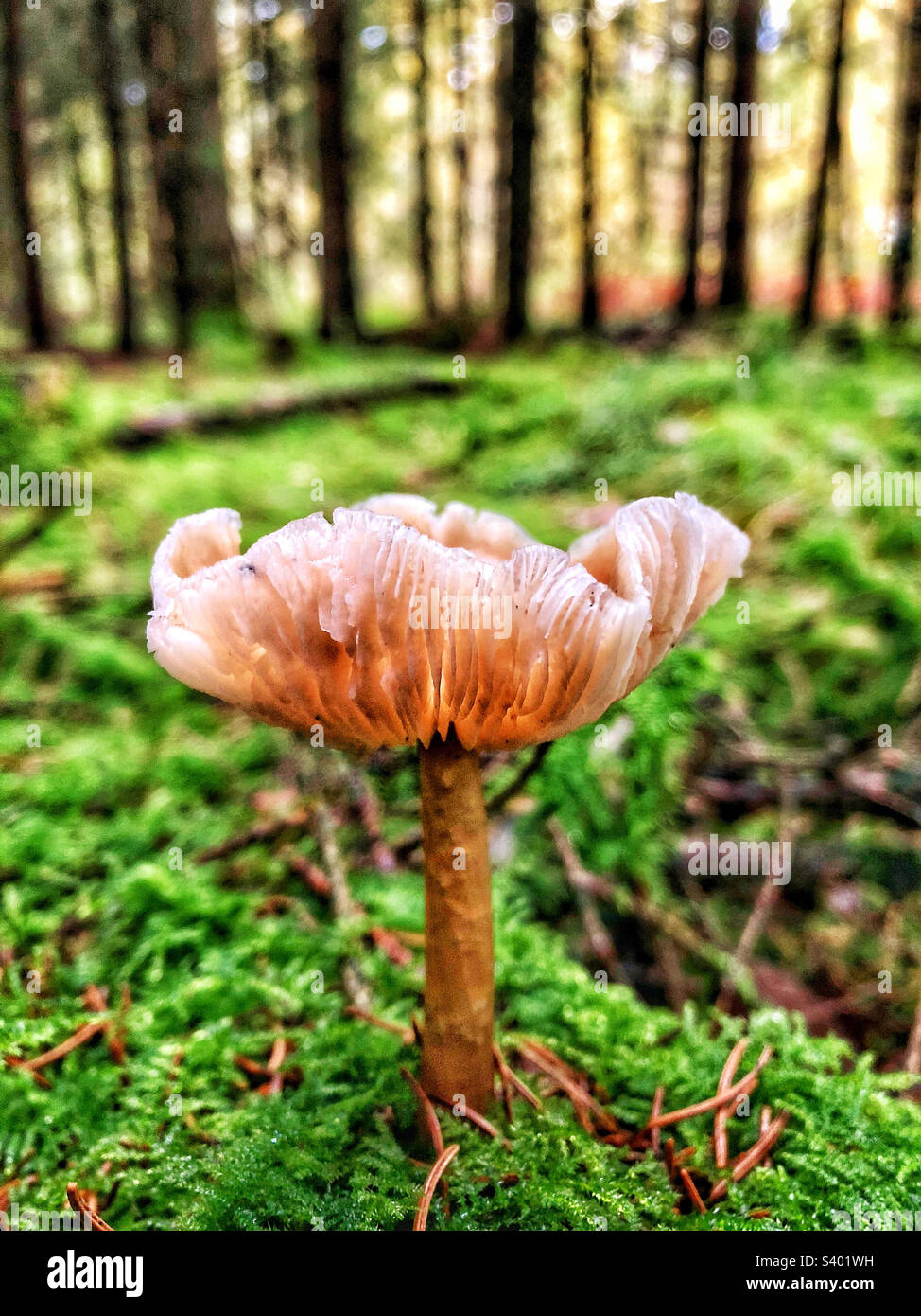 Mushroom growing in a pine forest in Winchester Hampshire United Kingdom - Smartphone Captured Stock Image