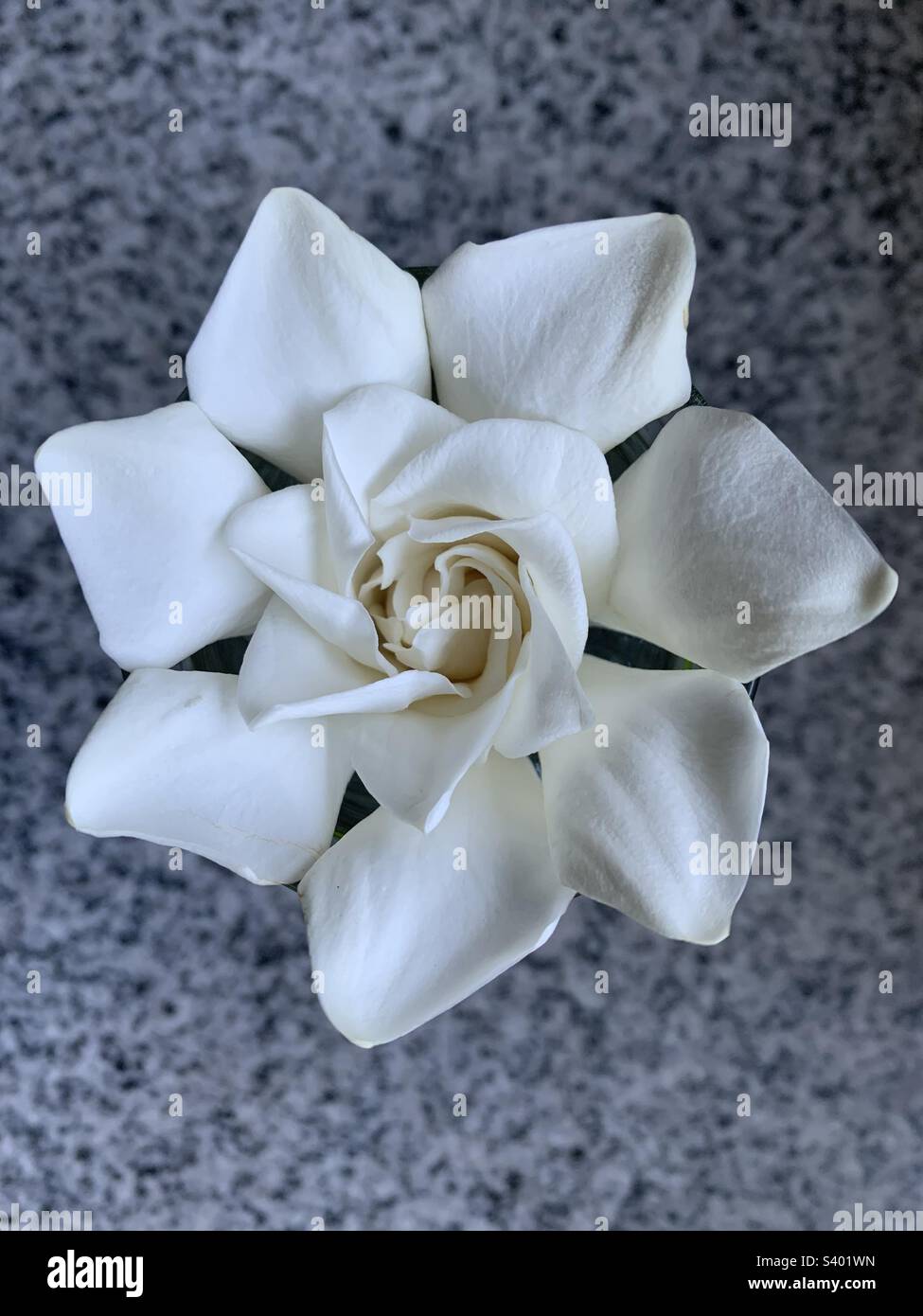 The beauty of a jasmine flower Stock Photo Alamy