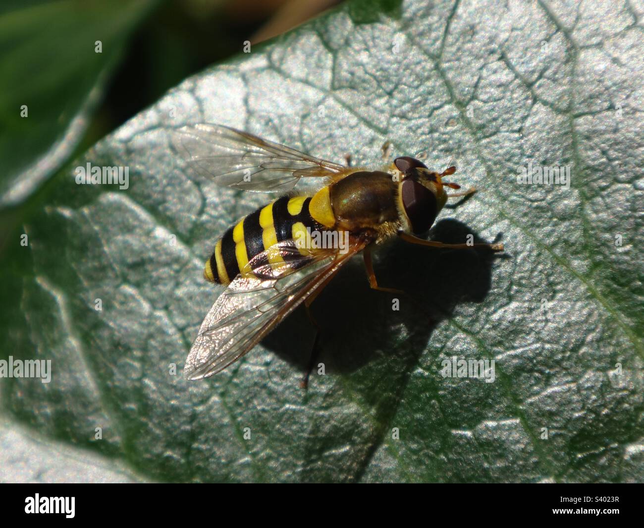 Black and yellow female hoverfly (Syrphus ribesii) sitting on a dark green ivy leaf Stock Photo