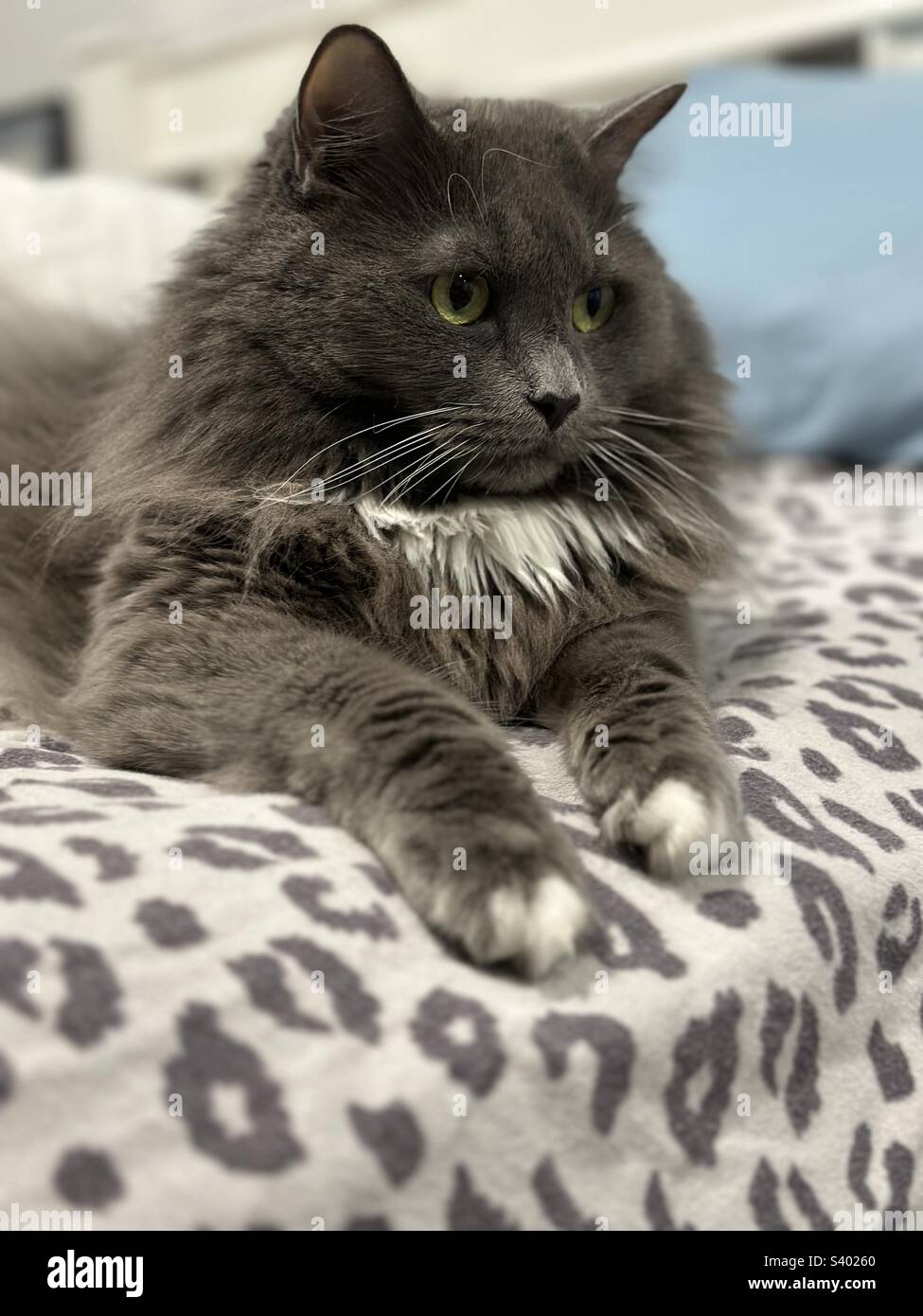 Grey ragdoll hi-res stock photography and images - Alamy