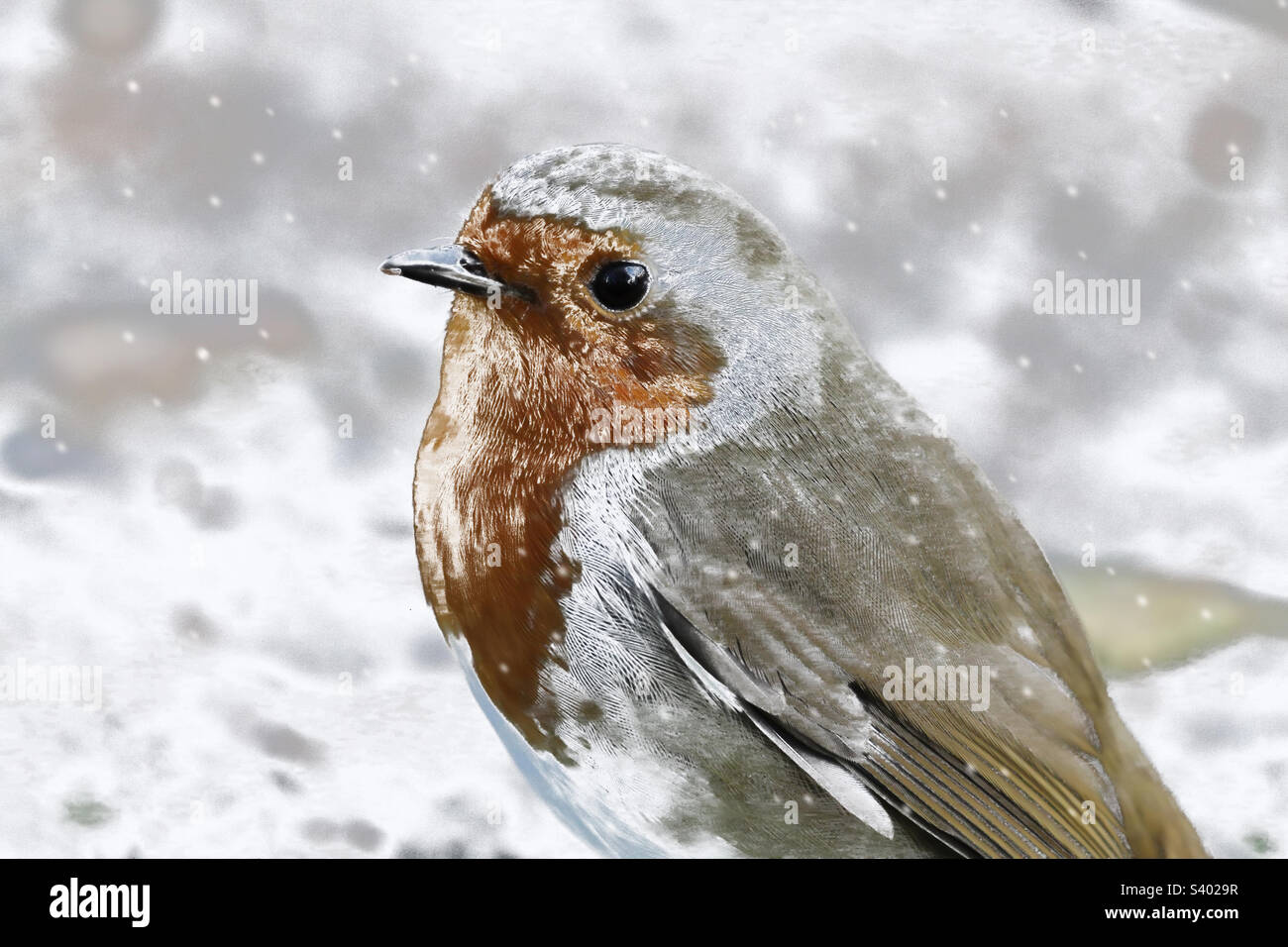 A Robin redbreast in the snow. These little songbirds are often associated with Christmas time and found on holiday greeting cards. This is a lovely festive photograph. - Smartphone Captured Stock Image