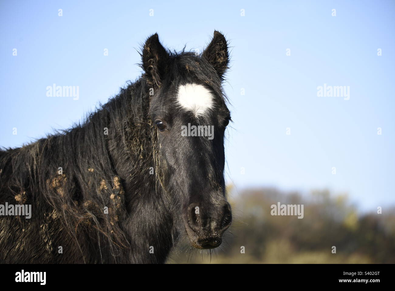 Mucky horse after rolling in mud Stock Photo Alamy