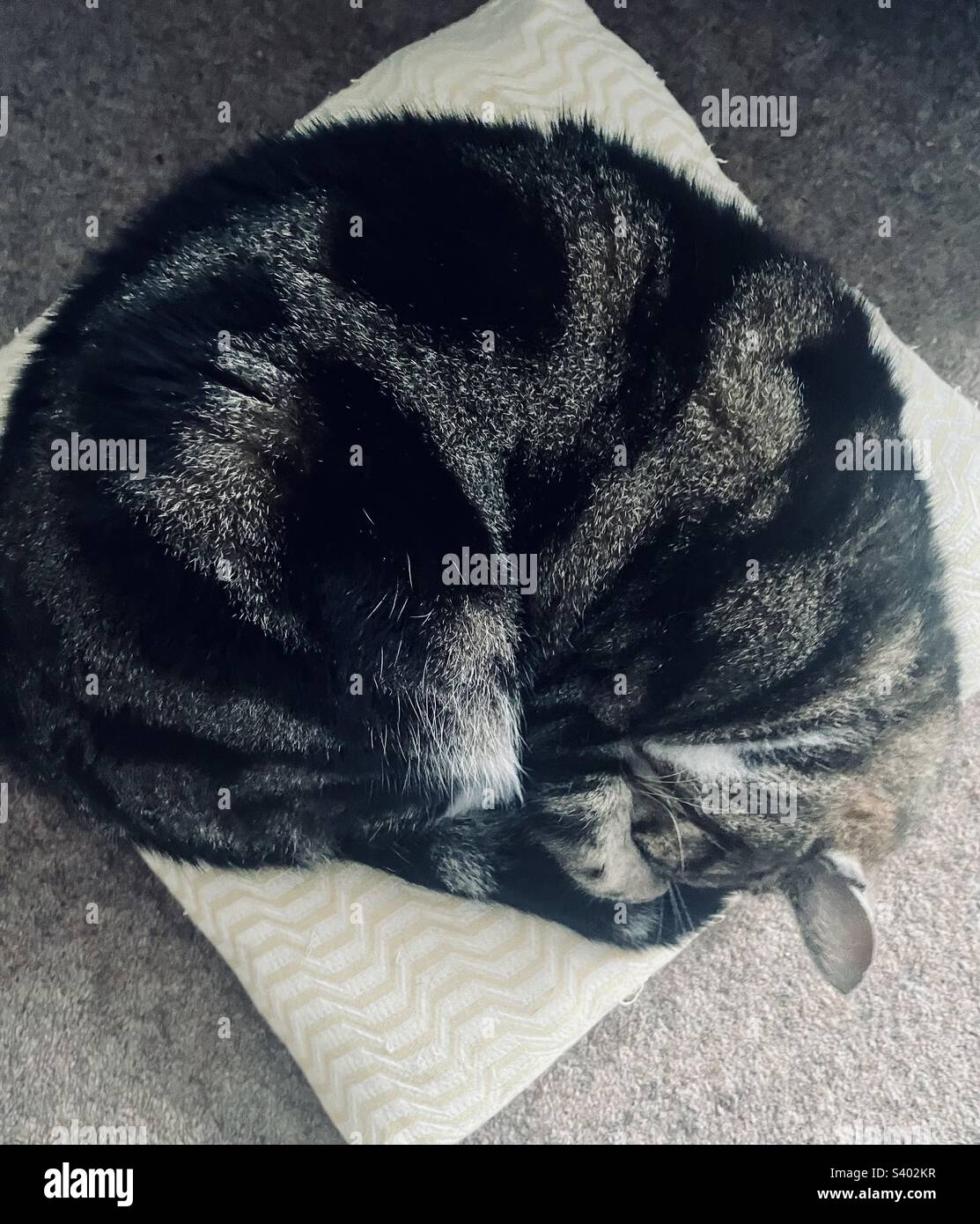 Cat curled up in a tight ball on a cushion on the floor Stock Photo Alamy