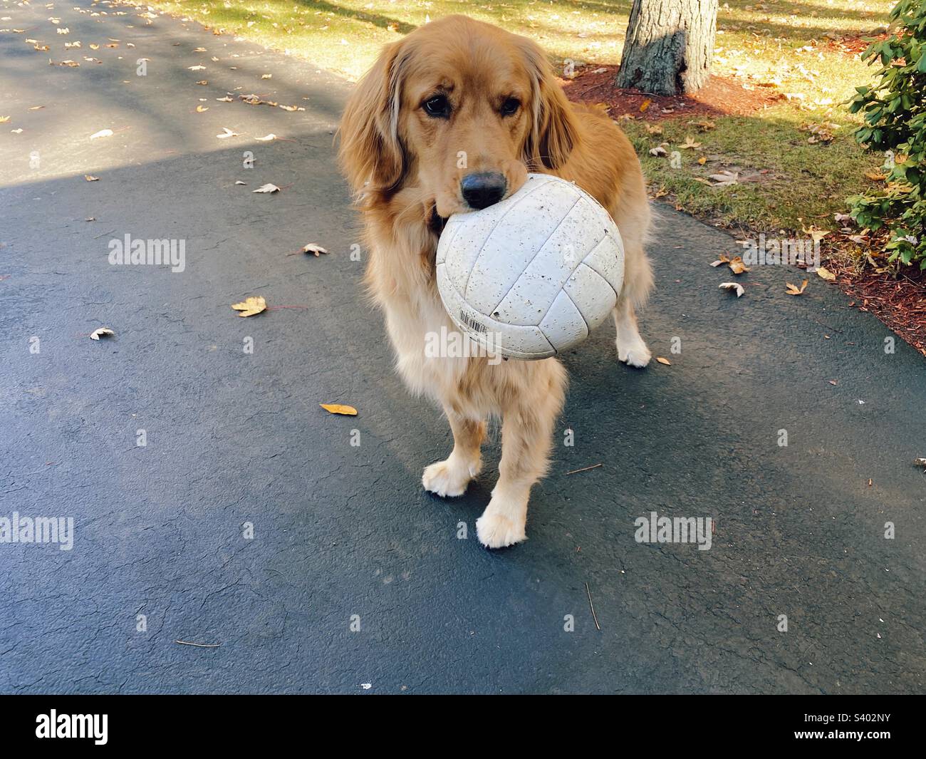 Sweet Golden Retriever with his favorite ball Stock Photo