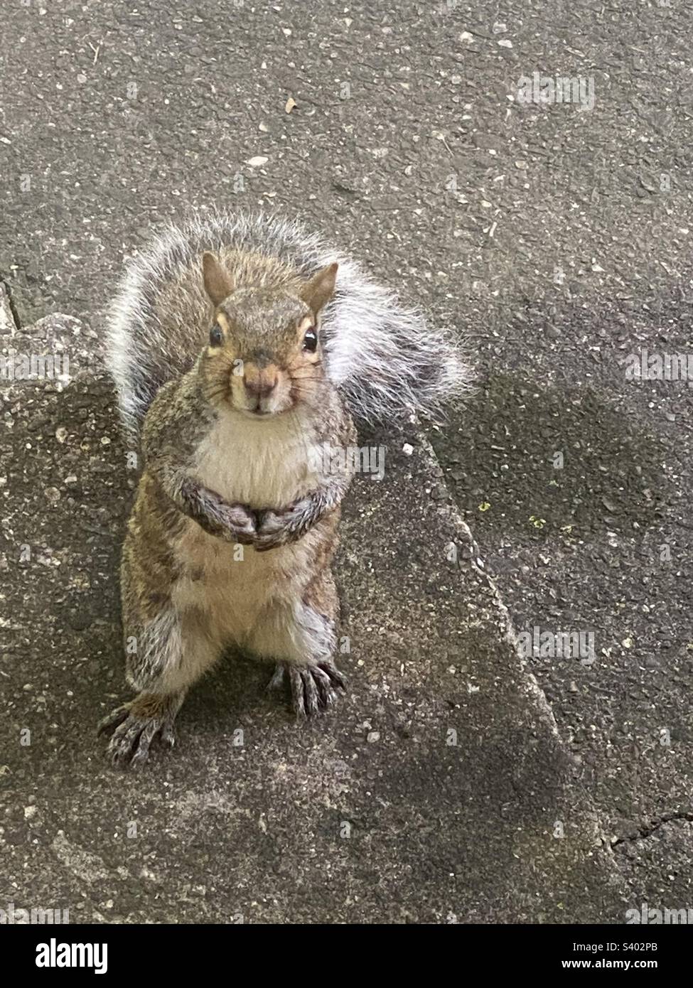 Squirrel friend - Smartphone Captured Stock Image