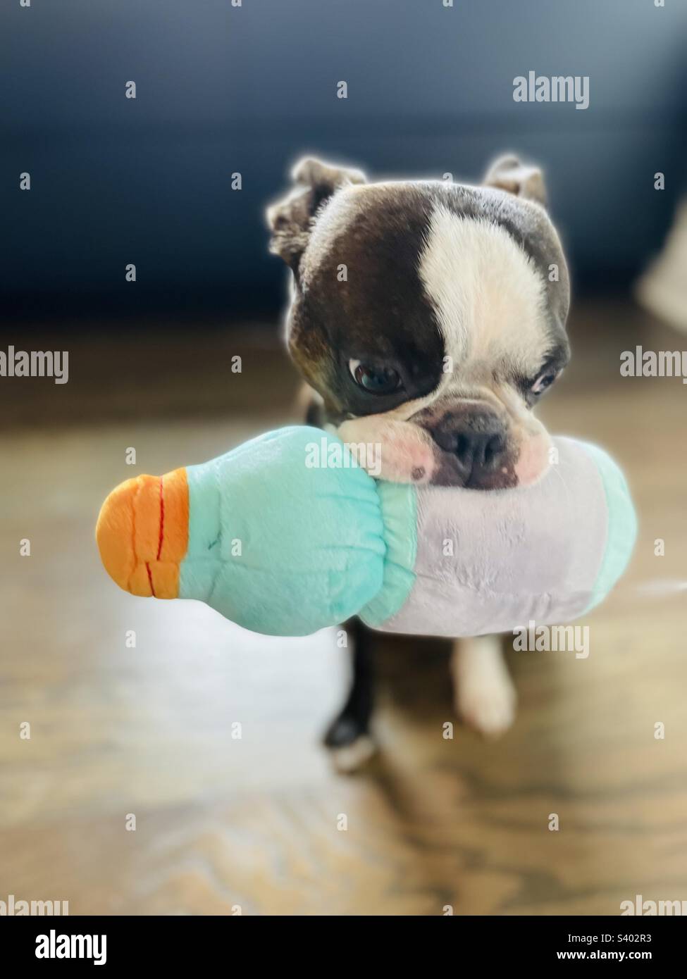 Boston Terrier “The American Gentlemen” Dog Breed with a toy in mouth Stock Photo