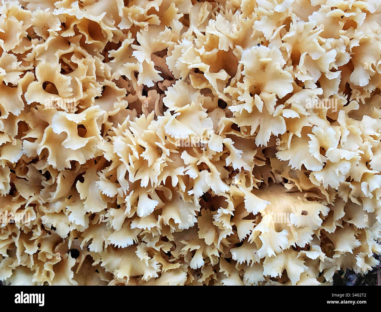 Cauliflower Fungus close-up (Sparassis crispa) Growing in a pine forest ...