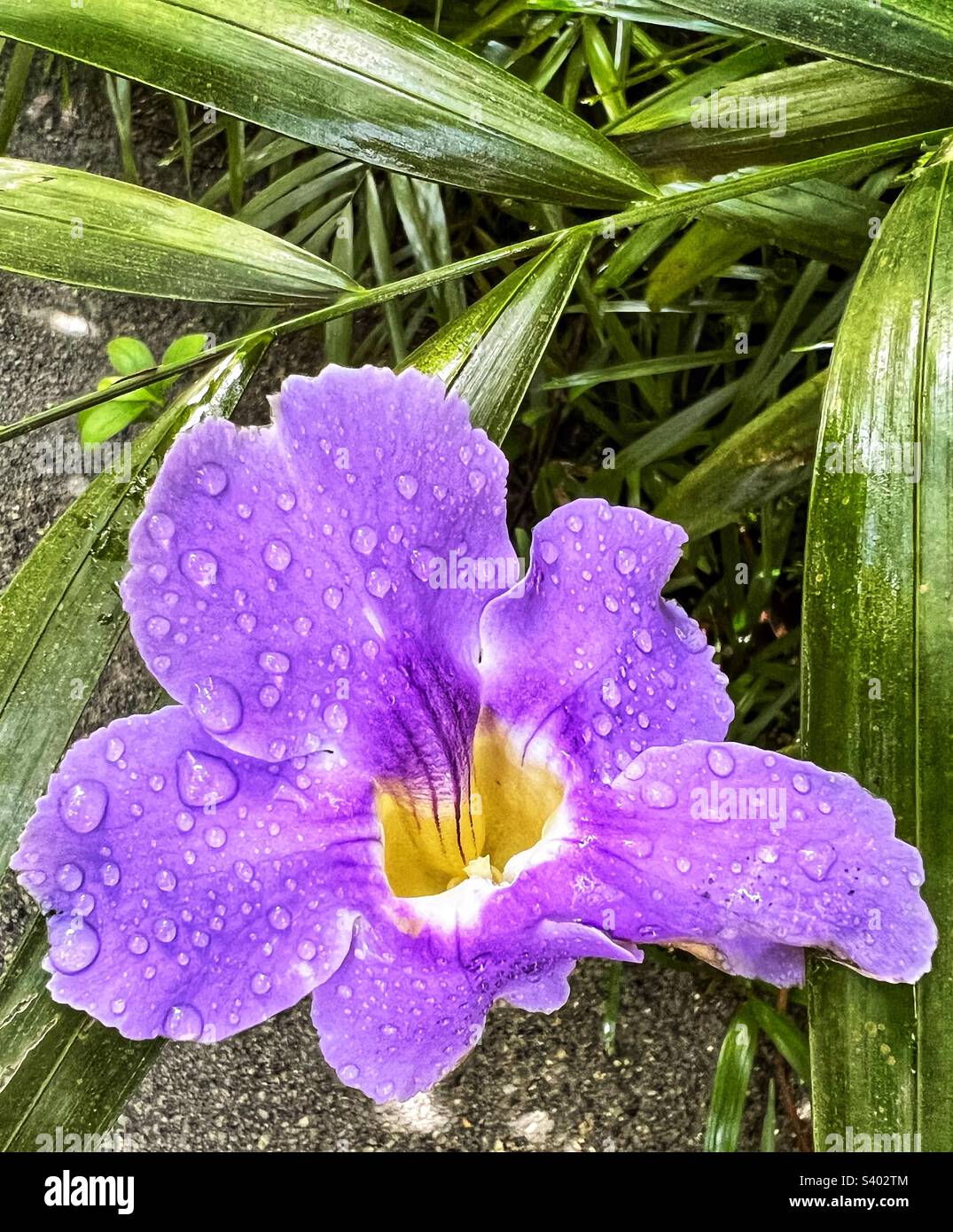 Flower with raindrops on it Stock Photo