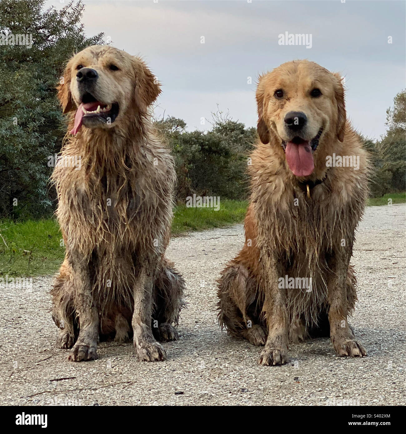 Two Golden retrievers, brothers, dirty with mud Stock Photo Alamy