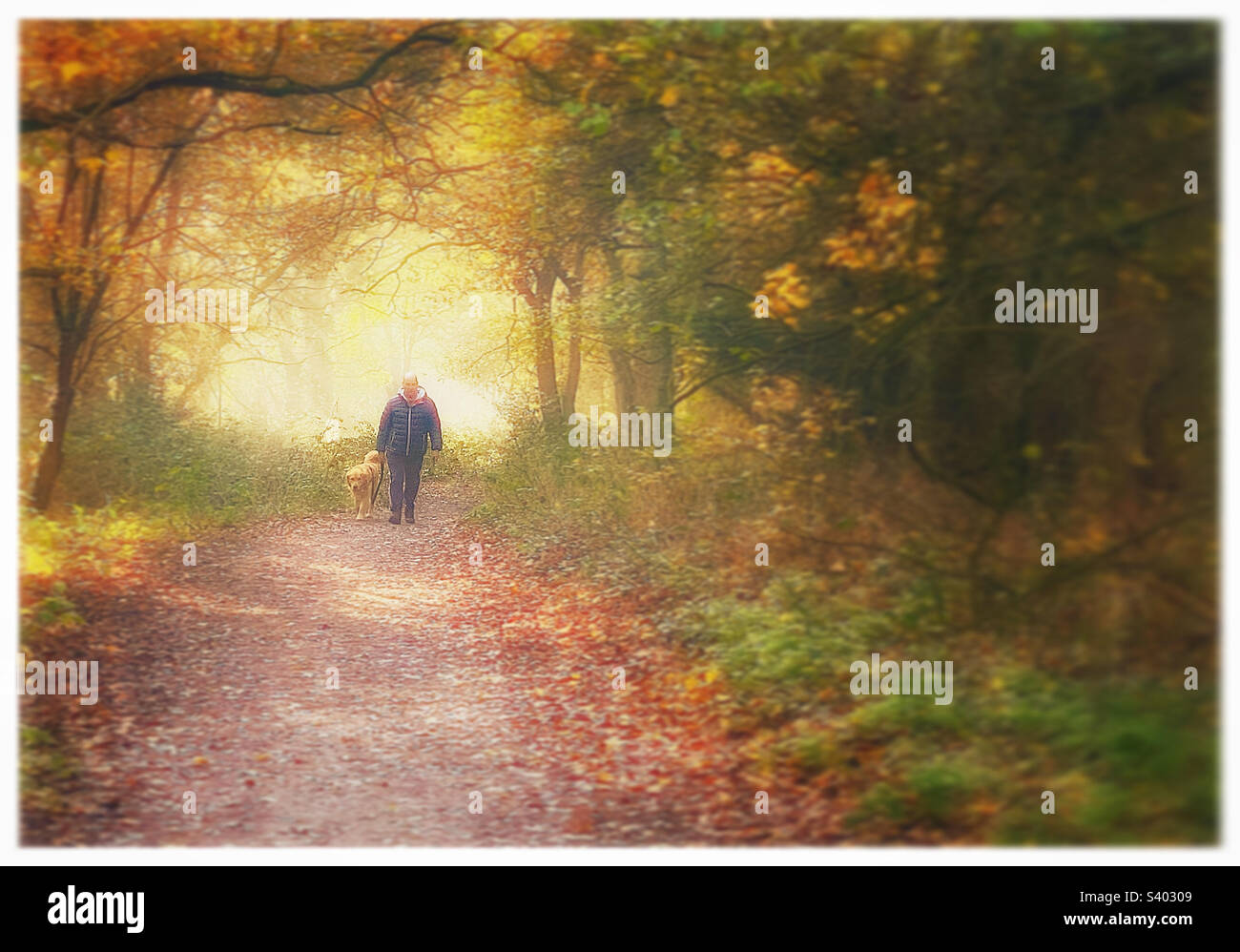 Walking in the woods. - Smartphone Captured Stock Image