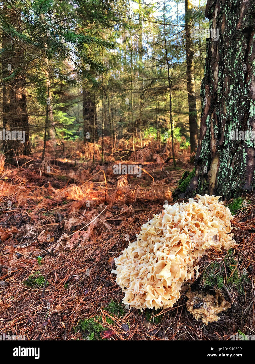 Cauliflower Fungus (Sparassis crispa) Growing in a pine forest in ...