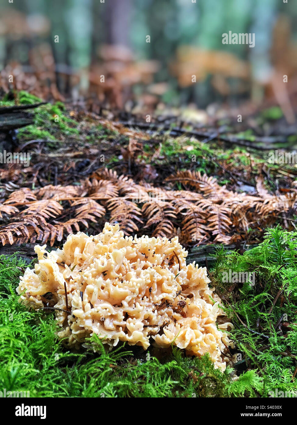 Cauliflower Fungus (Sparassis crispa) Growing in a pine forest in ...
