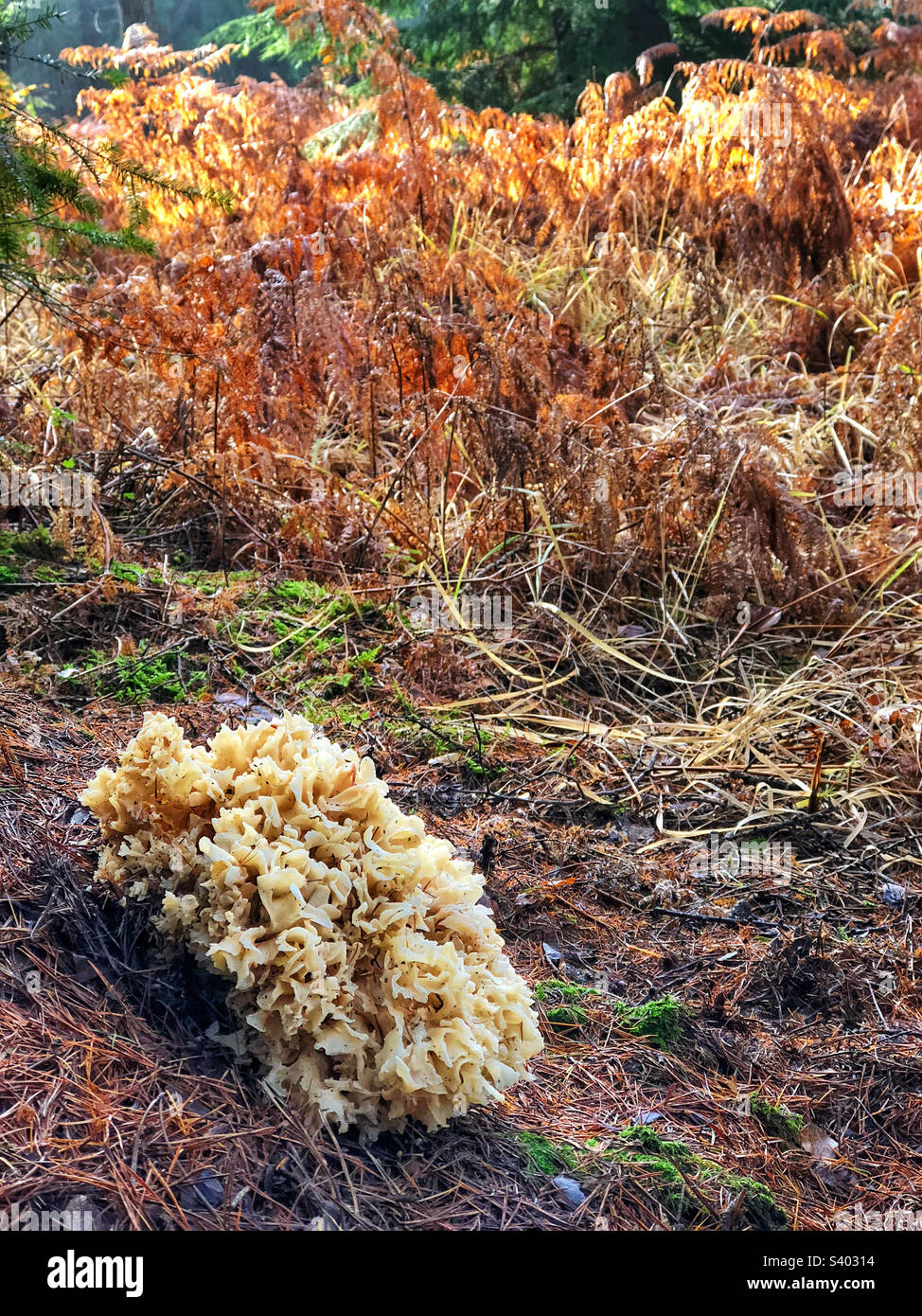 Cauliflower Fungus (Sparassis crispa) Growing in a pine forest in ...