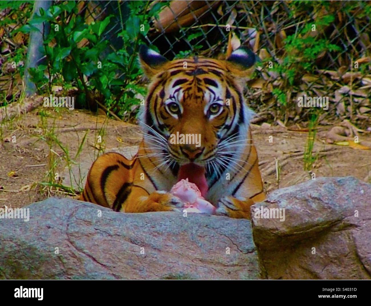 Carnivore Animal Licking Meat, Mammal Laying Down Relaxing Eating
