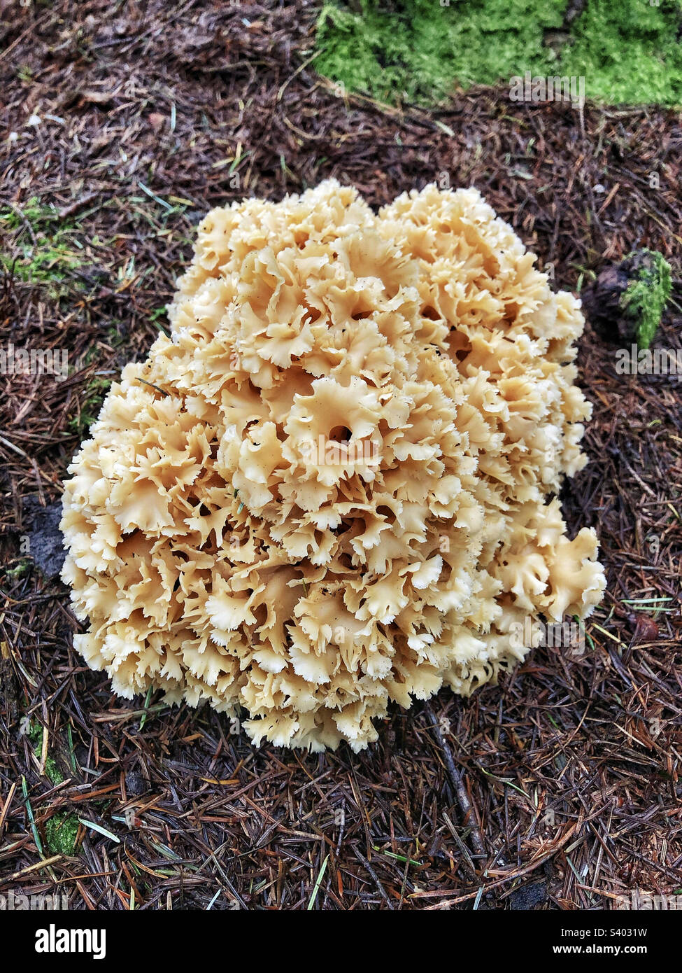 Cauliflower Fungus (Sparassis crispa) Growing in a pine forest in ...