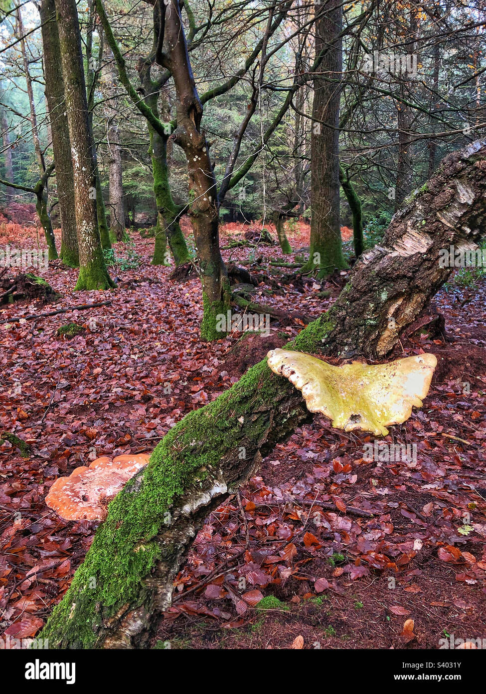 Birch Bracket (Fomitopsis betulina) growing on a leaning birch tree - Smartphone Captured Stock Image