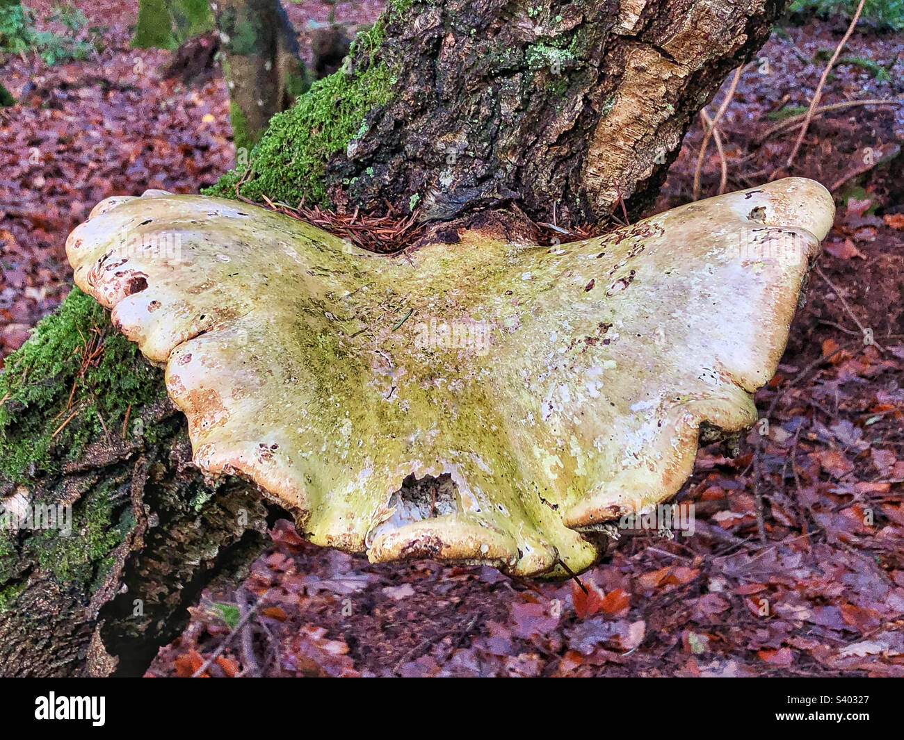 Birch Bracket Fungus - Smartphone Captured Stock Image