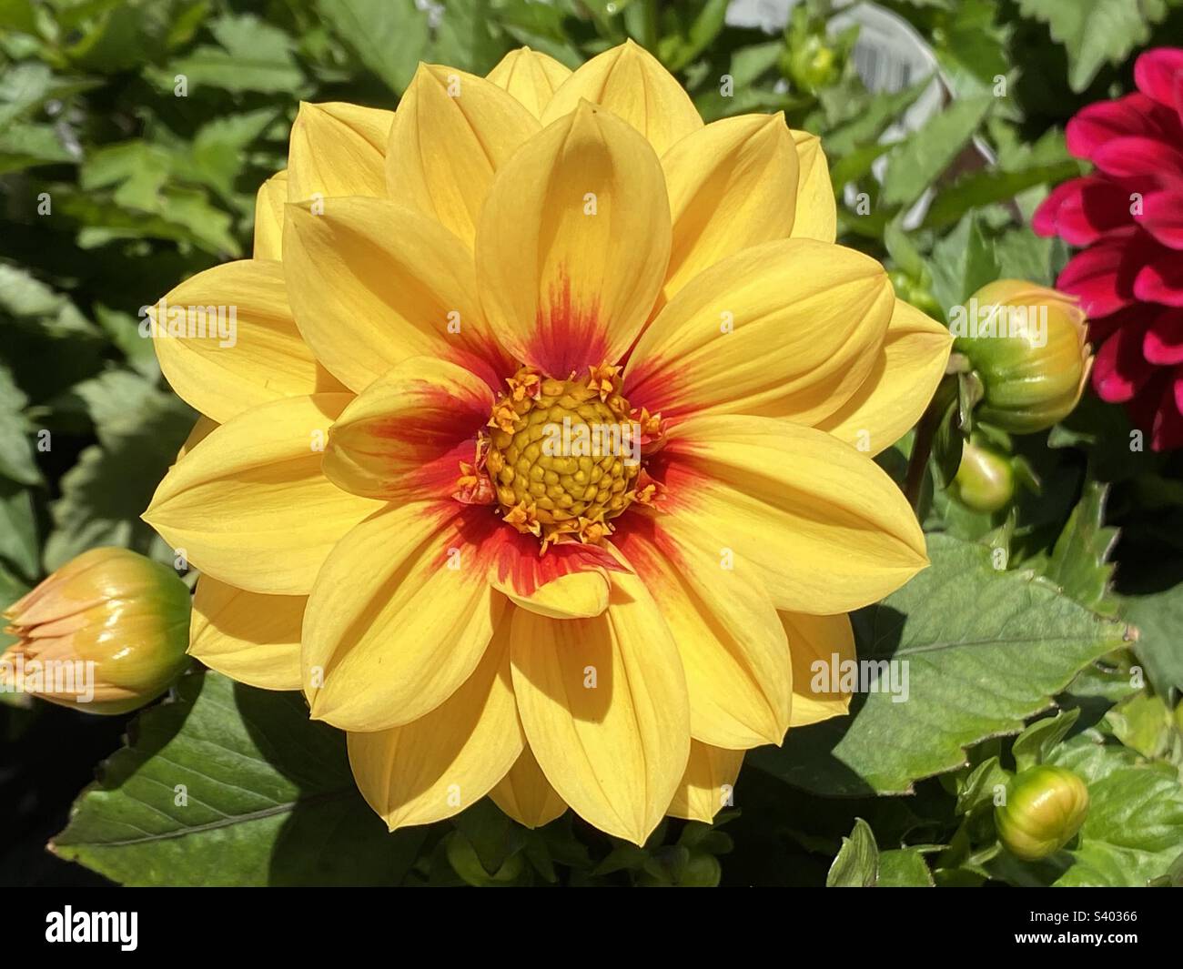 Dahlia flower - Smartphone Captured Stock Image