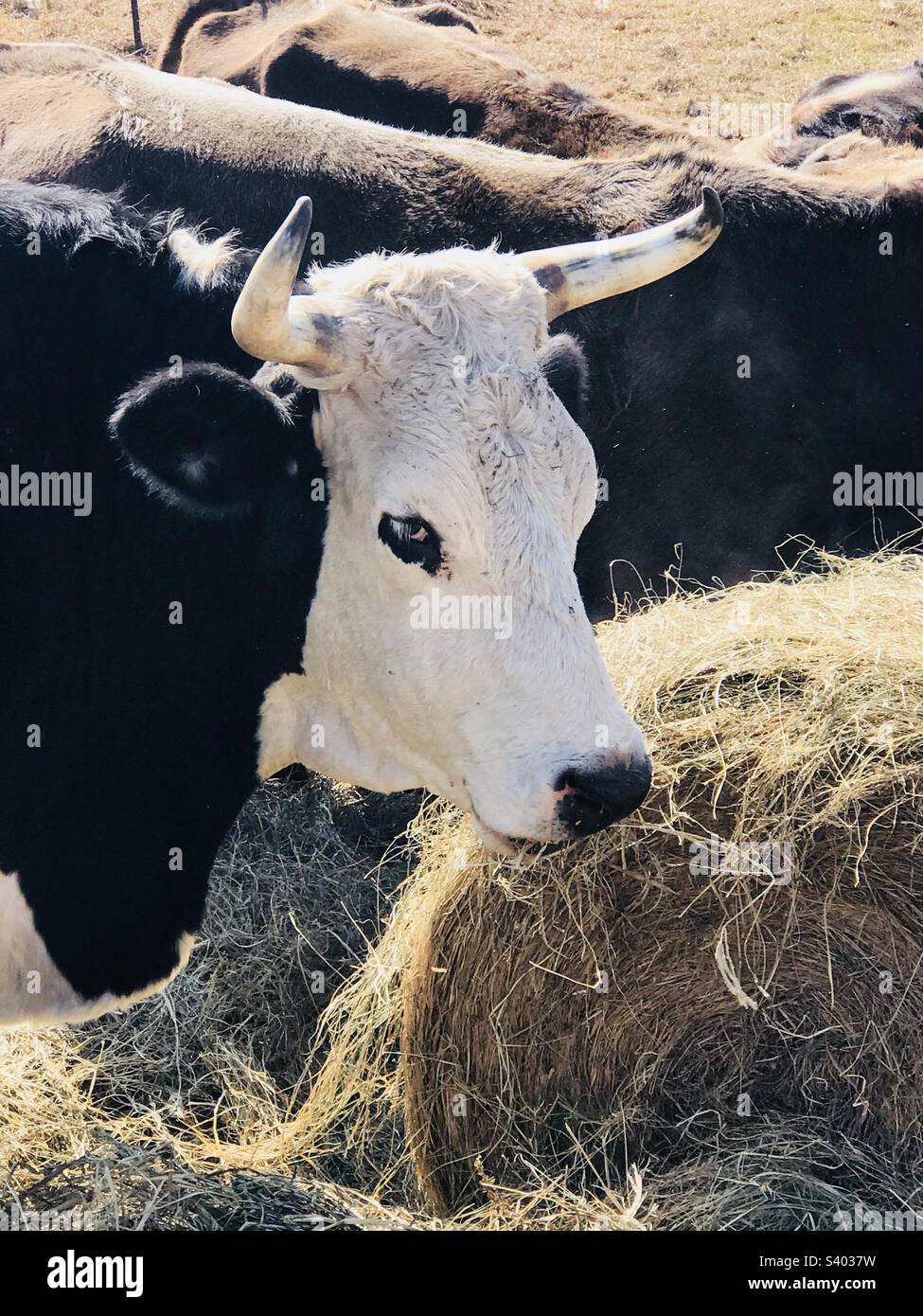 Bull Eating Hay Stock Photo Alamy bull-eating-hay-stock-photo-alamy