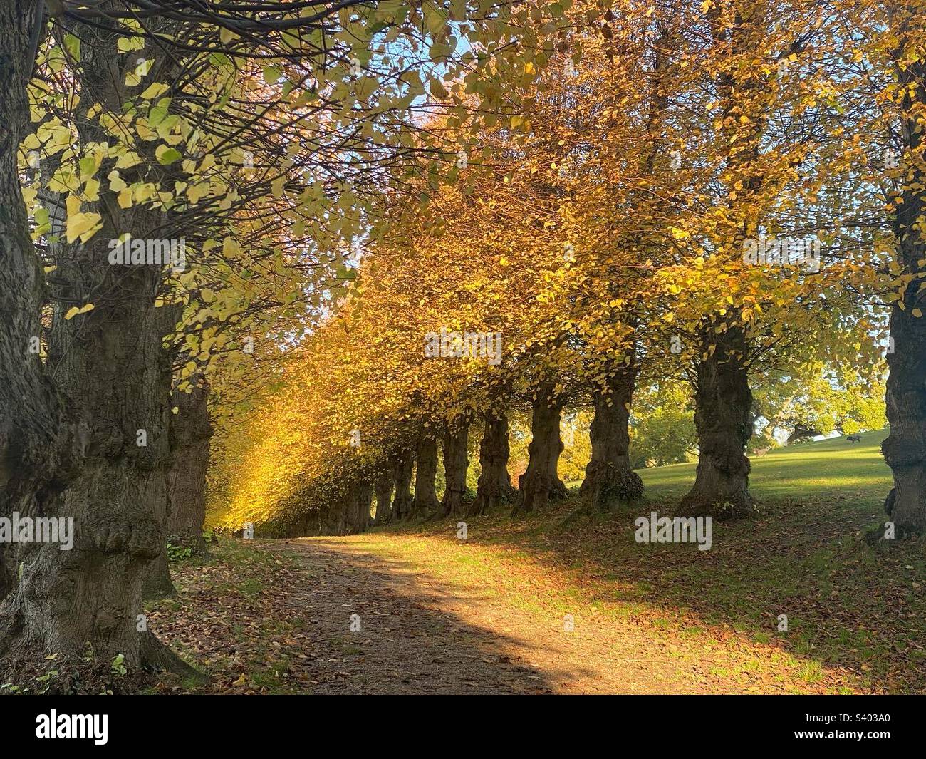 Autumnal avenue of trees in Hatch Grange, Southampton, Hampshire, UK Stock Photo