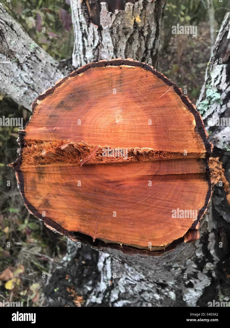 Inside of a tree hires stock photography and images Alamy