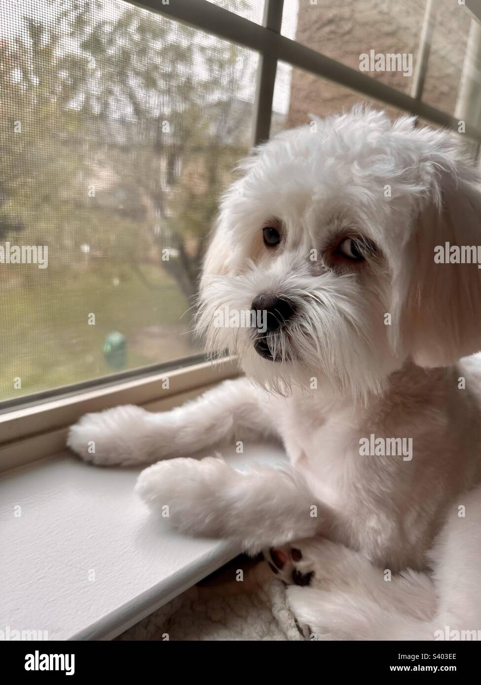 White Maltese dog looking out a window Stock Photo