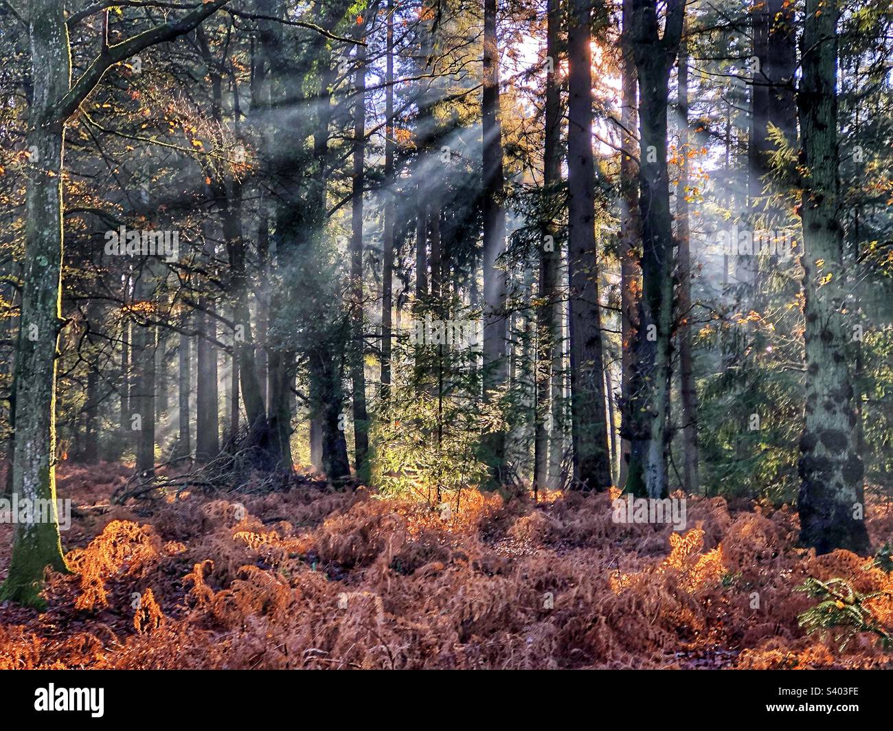 Shafts of light at dawn in a pine forest, New Forest National Park Hampshire United Kingdom - Smartphone Captured Stock Image