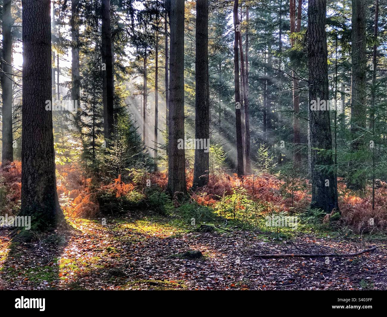 Shafts of light at dawn in a pine forest, New Forest National Park Hampshire United Kingdom - Smartphone Captured Stock Image