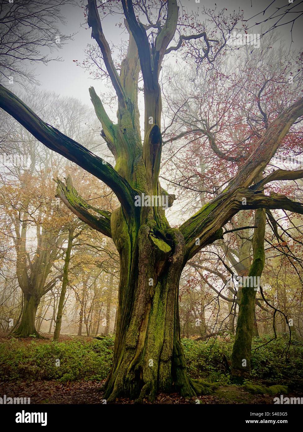A 400 year old tree known as Bob’s Oak on the Ashridge Estate