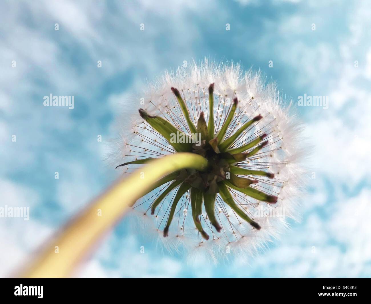 Airy dandelion in blue sky - Smartphone Captured Stock Image