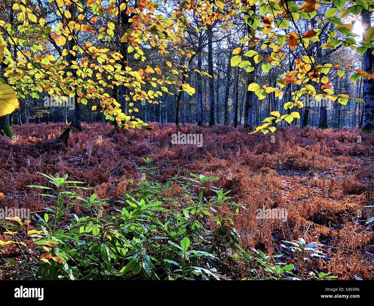Sunlight through beech leaves over Rhododendron in a Hampshire Forest United Kingdom - Smartphone Captured Stock Image