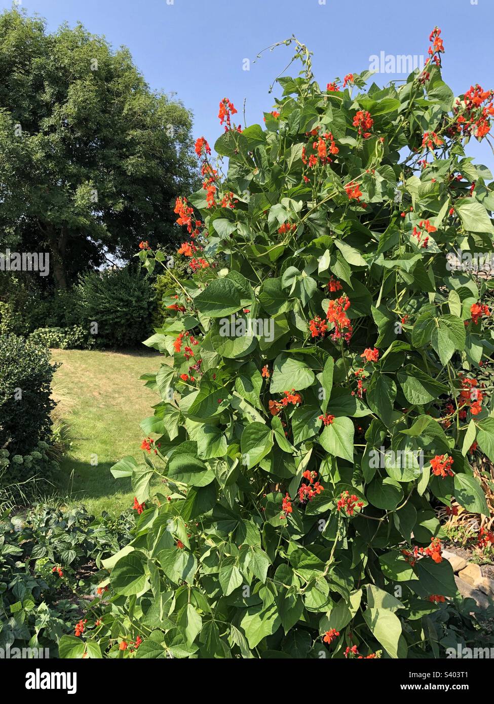 Runner beans in flower in a garden in summer, United Kingdom Stock Photo