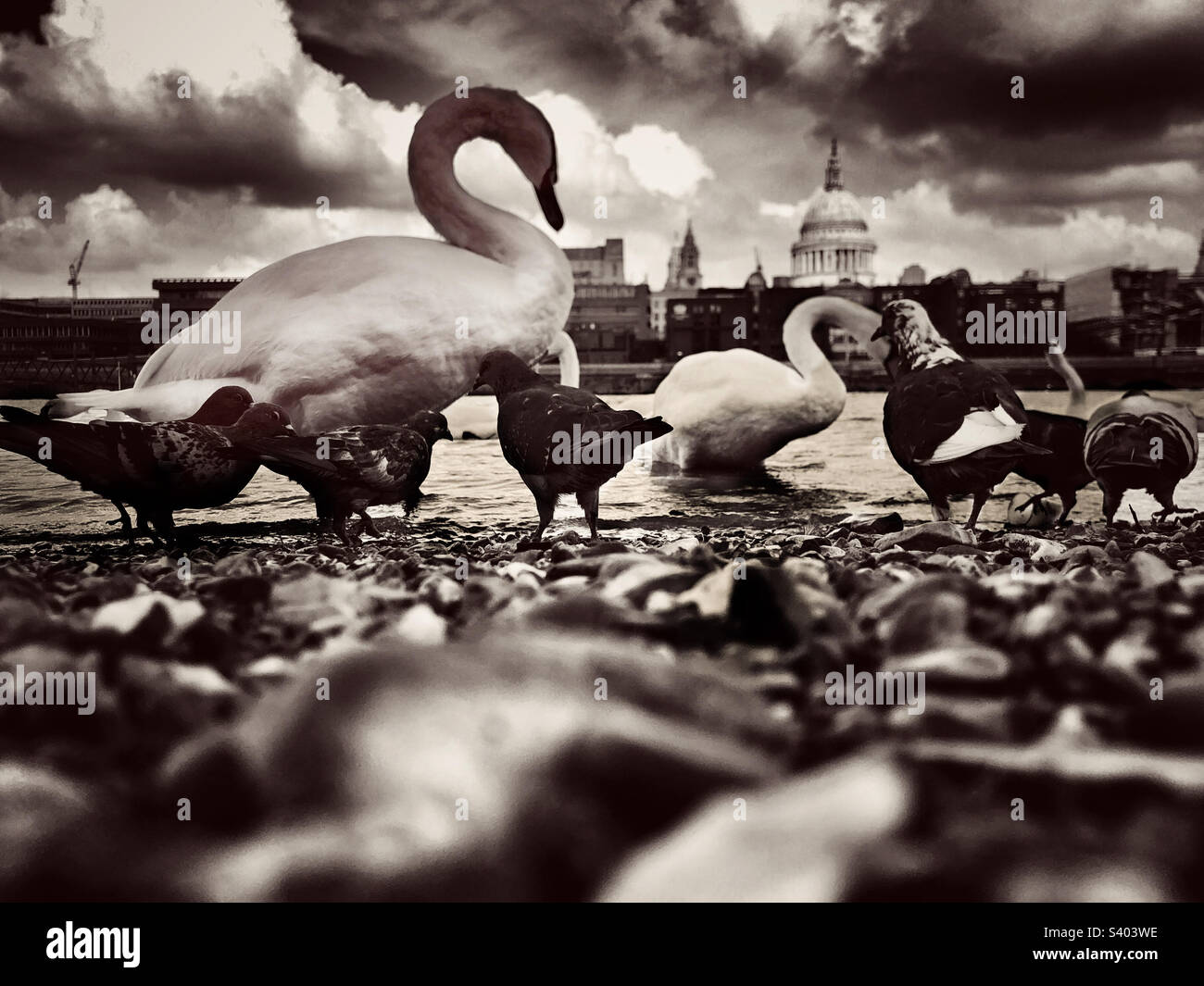 Swans and pigeons by the river Thames in London - Smartphone Captured Stock Image
