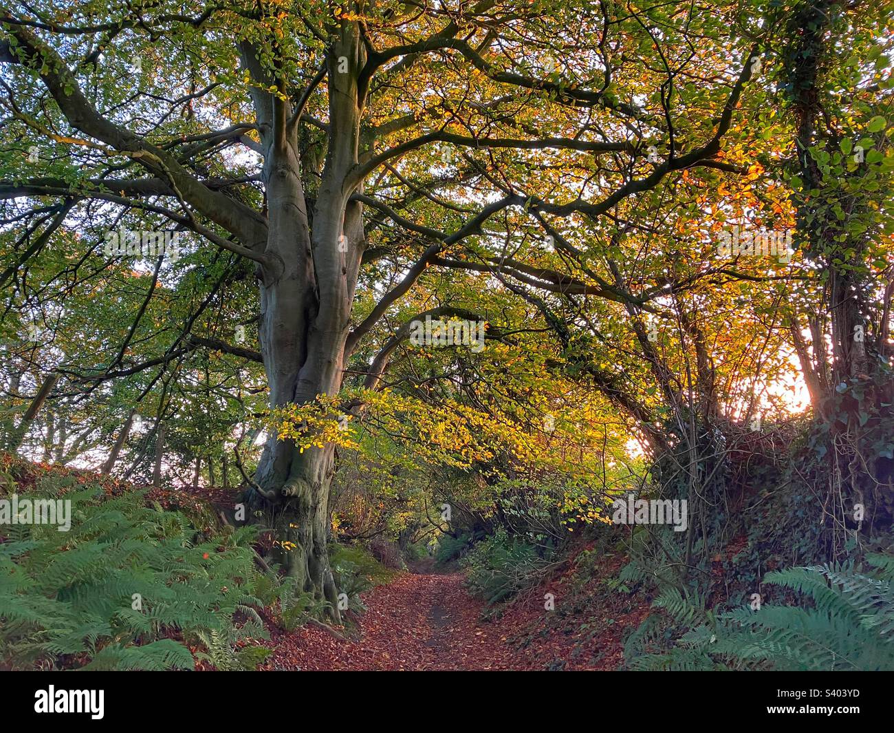 An ancient holloway in autumn with fall leaves. A sunken road or track, East Chinnock, Somerset, U.K. - Smartphone Captured Stock Image