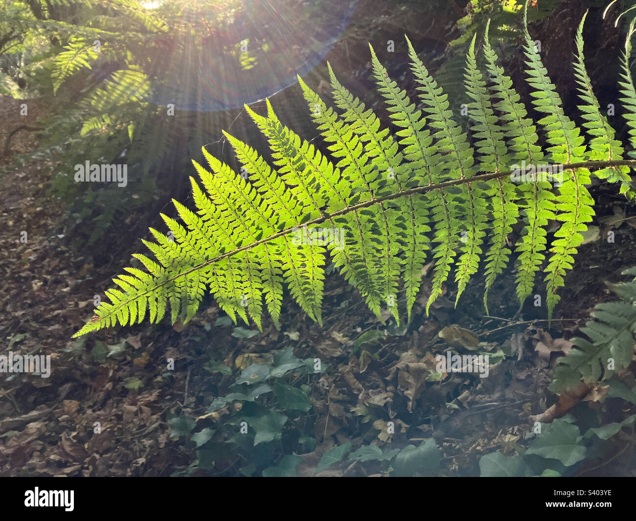 Bright green backlit fern leaf in a holloway, ancient sunken road typical of Somerset, UK Stock Photo