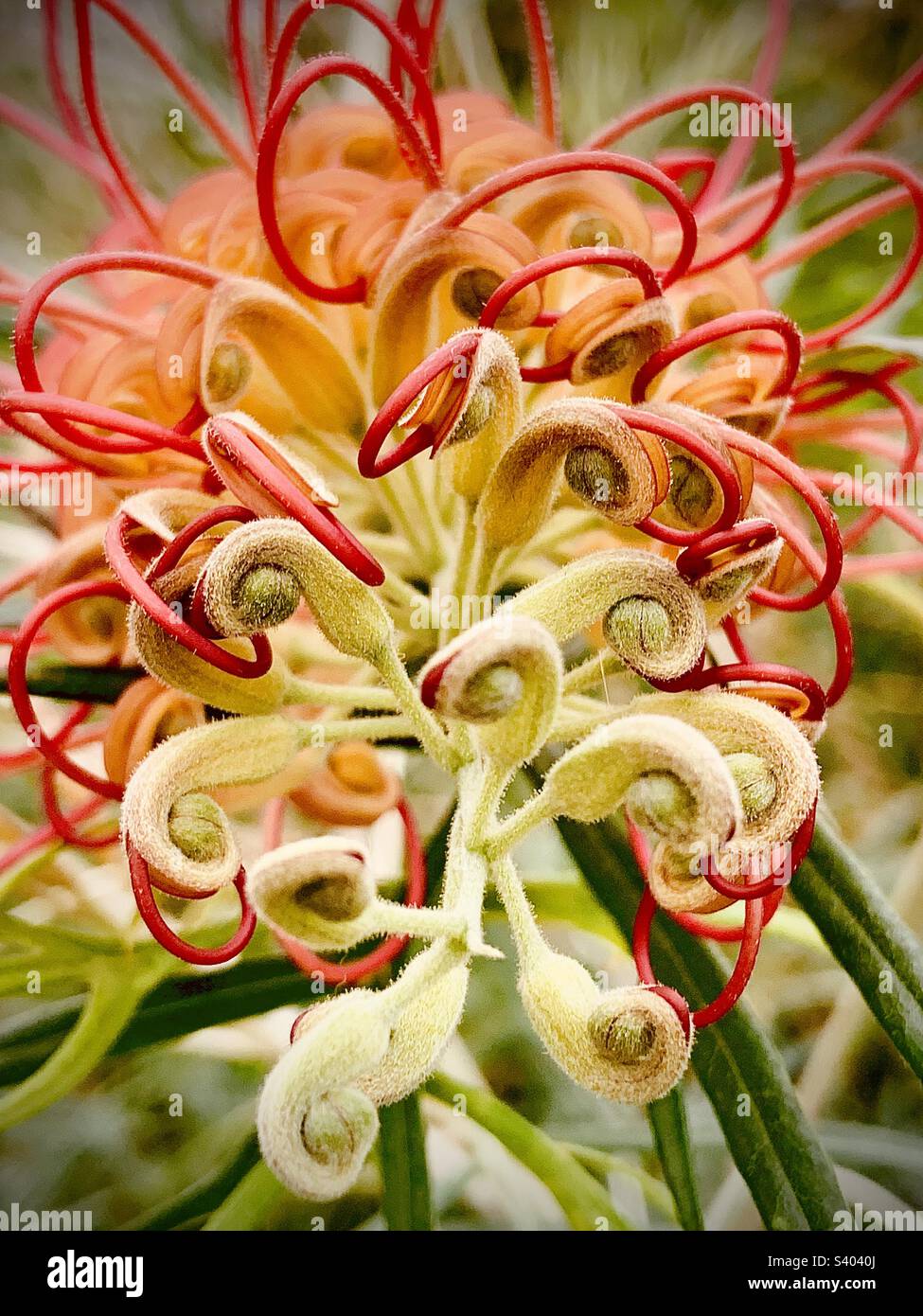Australian native Grevillia flower (spider plant) at the Royal Botanic Gardens, Kew Stock Photo