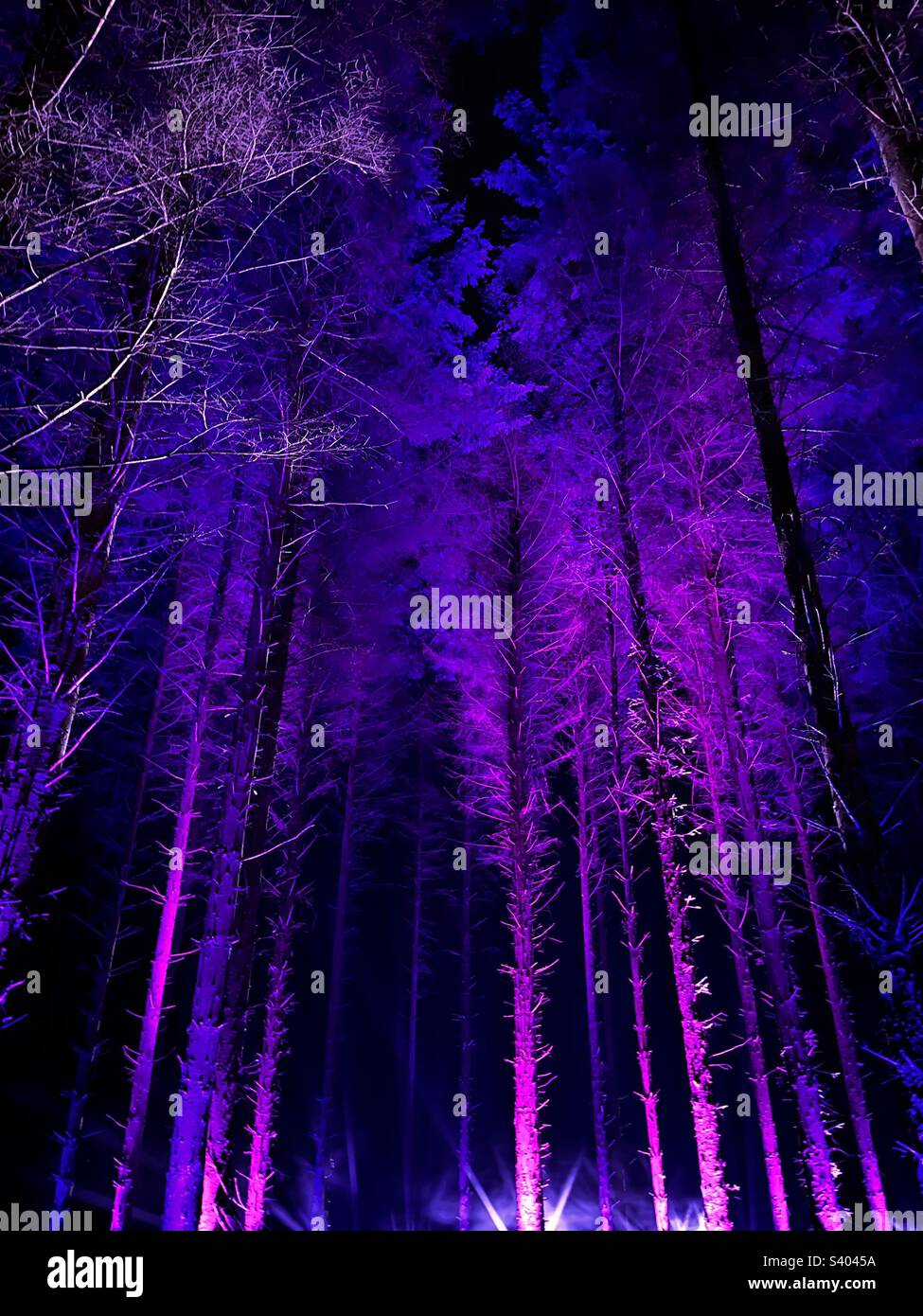 Colourful trees! Beecraigs Festive Forest Stock Photo